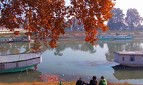 Chinar View